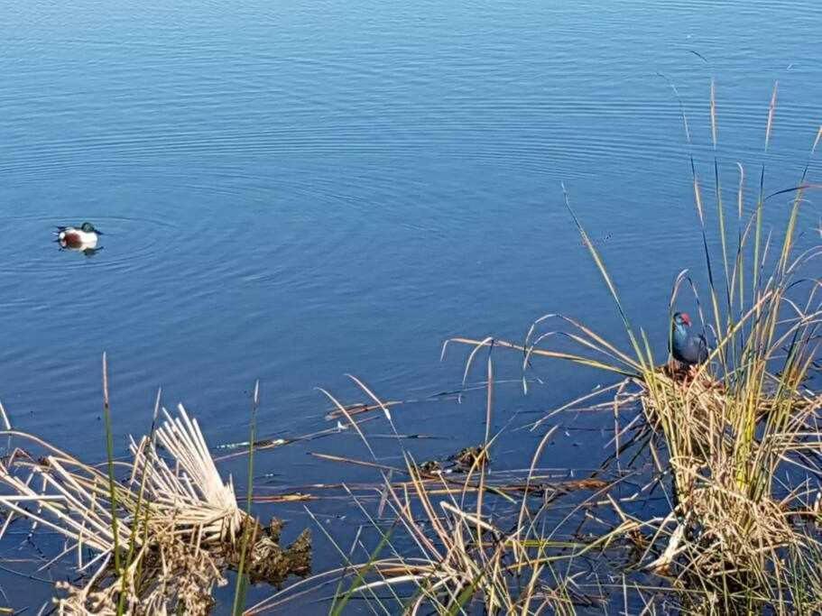 Вілла Ria Formosa Pineview Фару Екстер'єр фото